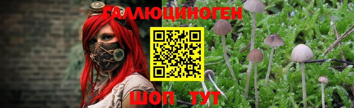 Псилоцибиновые грибы Cubensis Углич